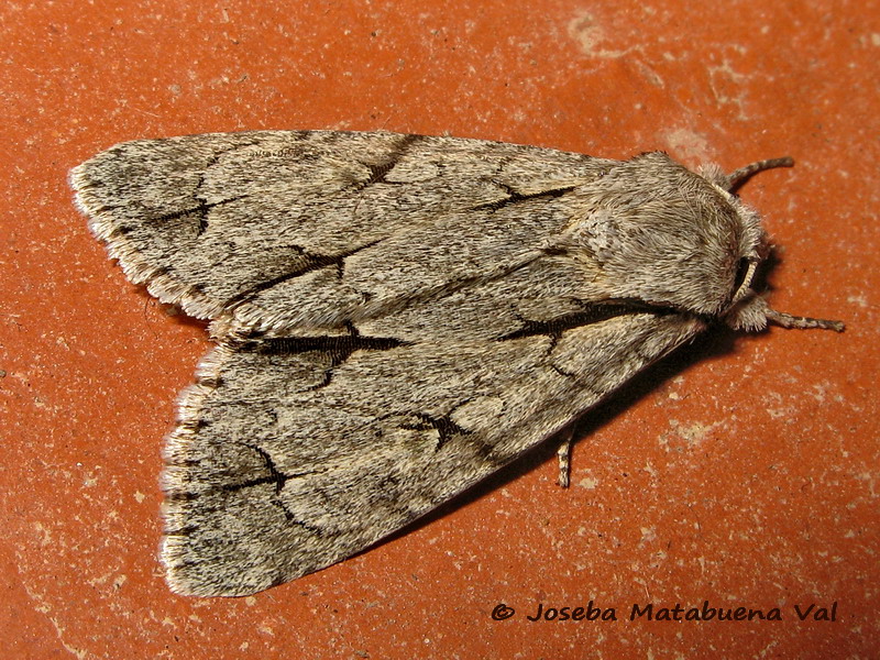 Noctuidae della fine settimana scorsa